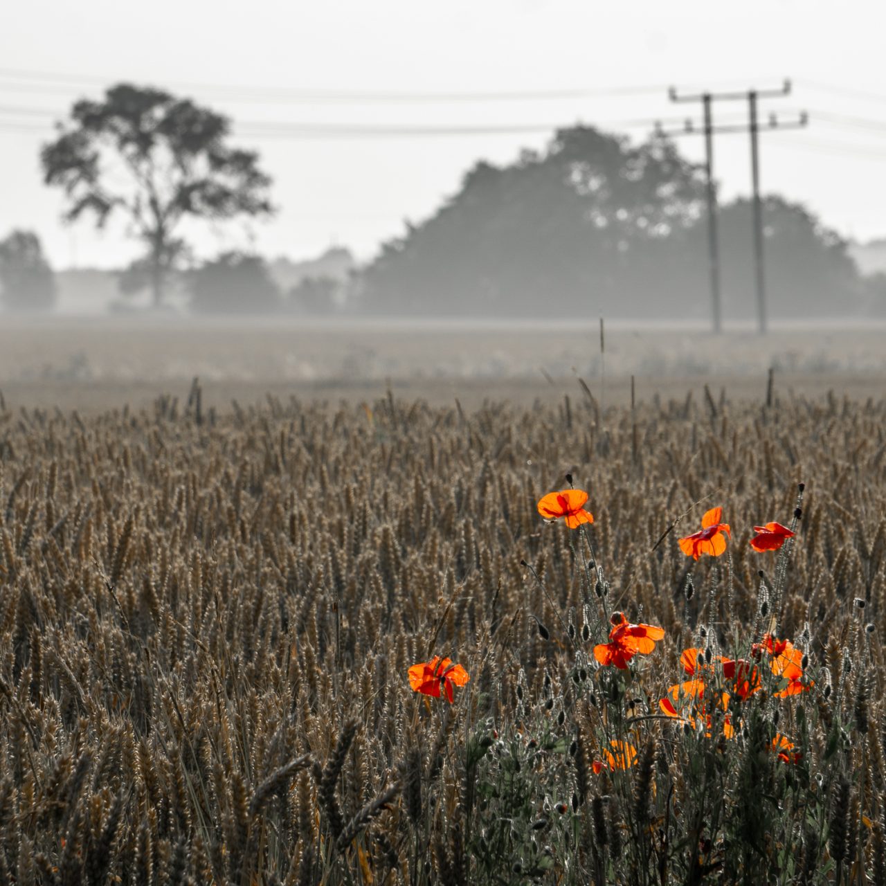 Roadside Poppies