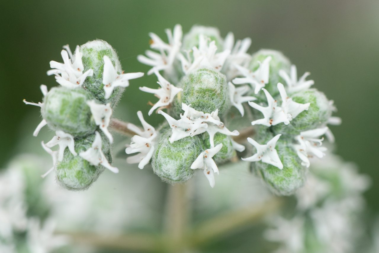 Marjoram