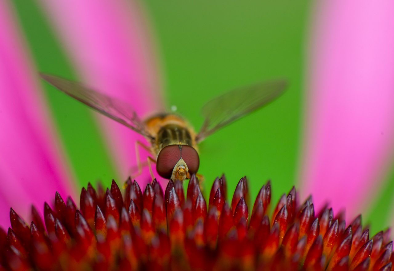 Nature's Bed of Nails