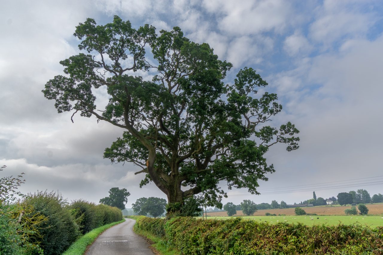 That tree, but with leaves