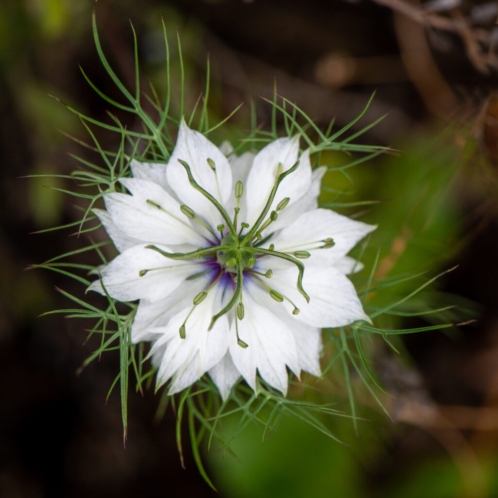 A Ready Made Button Hole