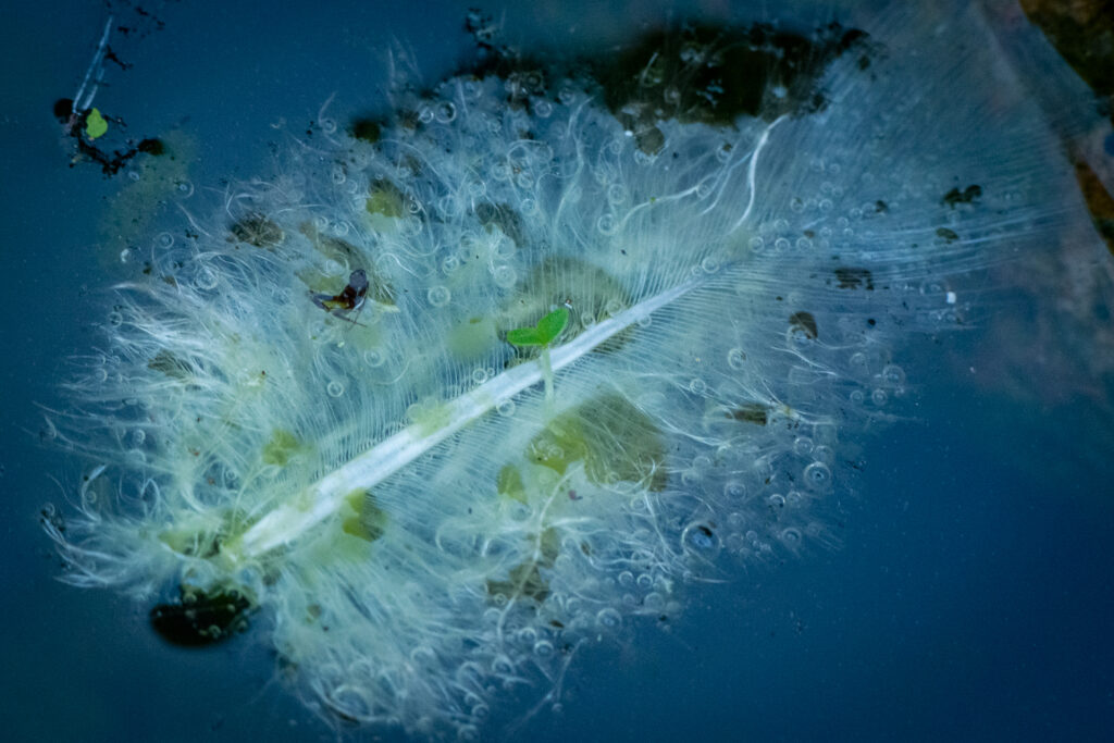 Bubble Bubble Toil and Trouble