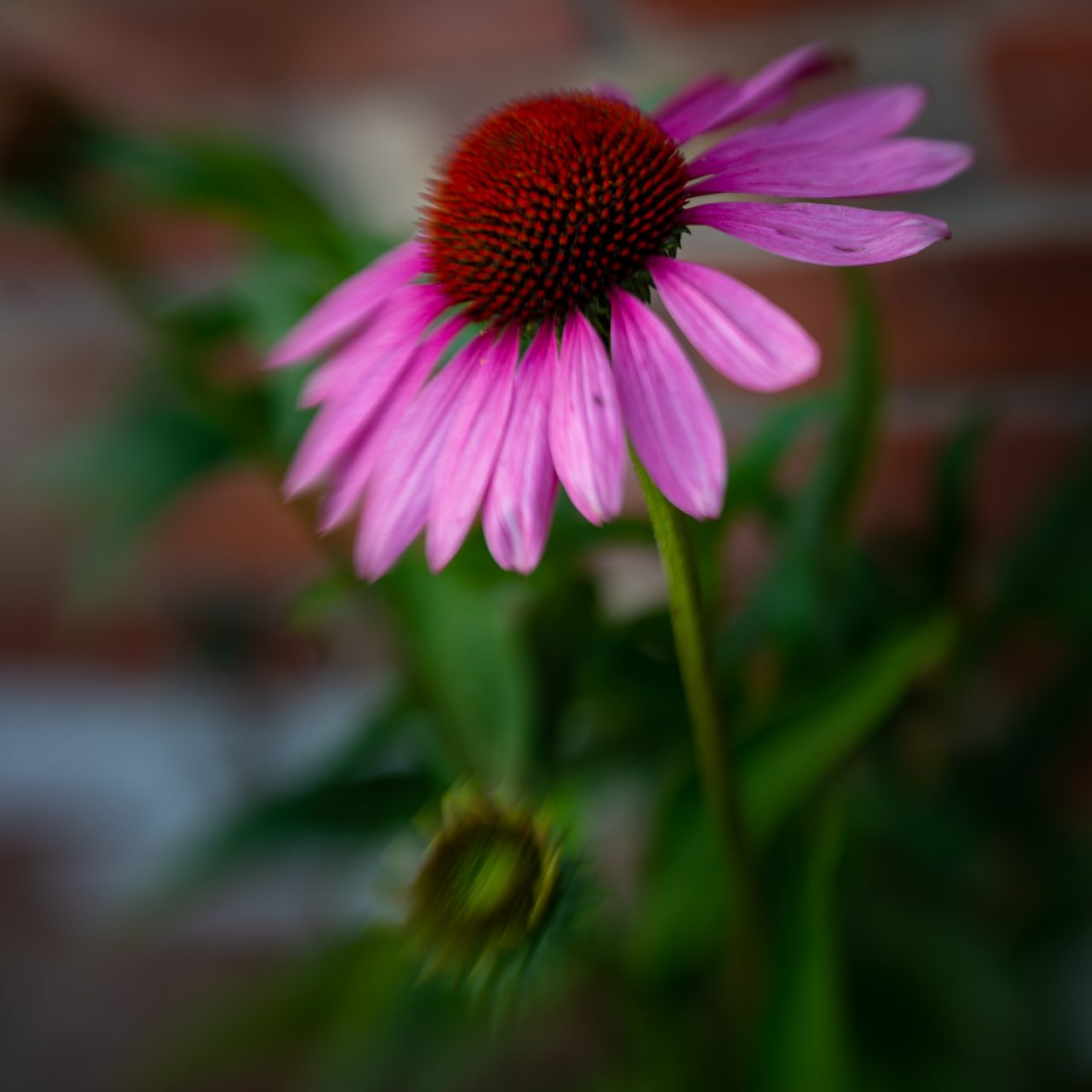 225-365v4 Echinacea on drugs_