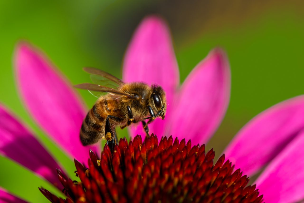Honey Bee on Echinacea