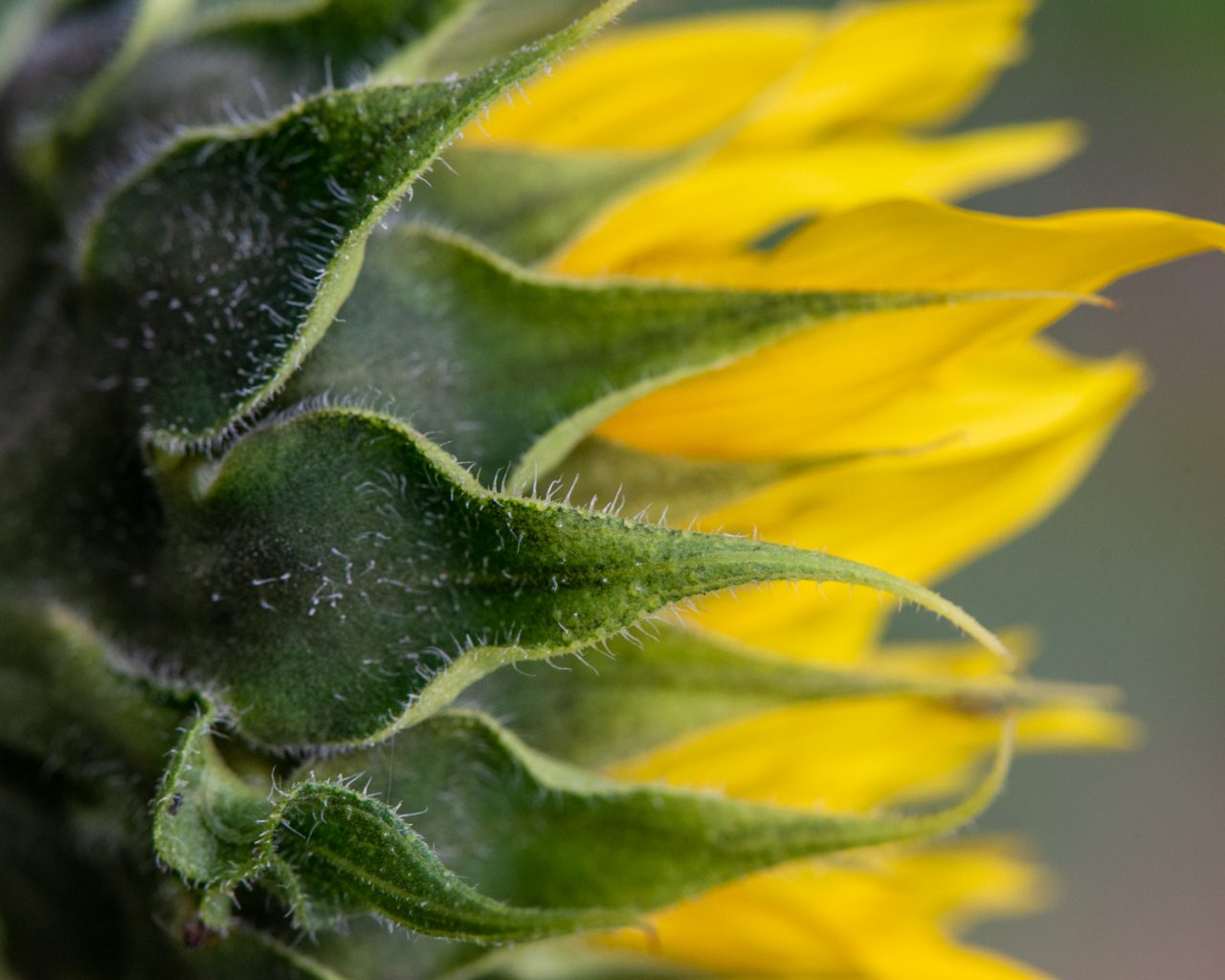 Flaming Sunflower