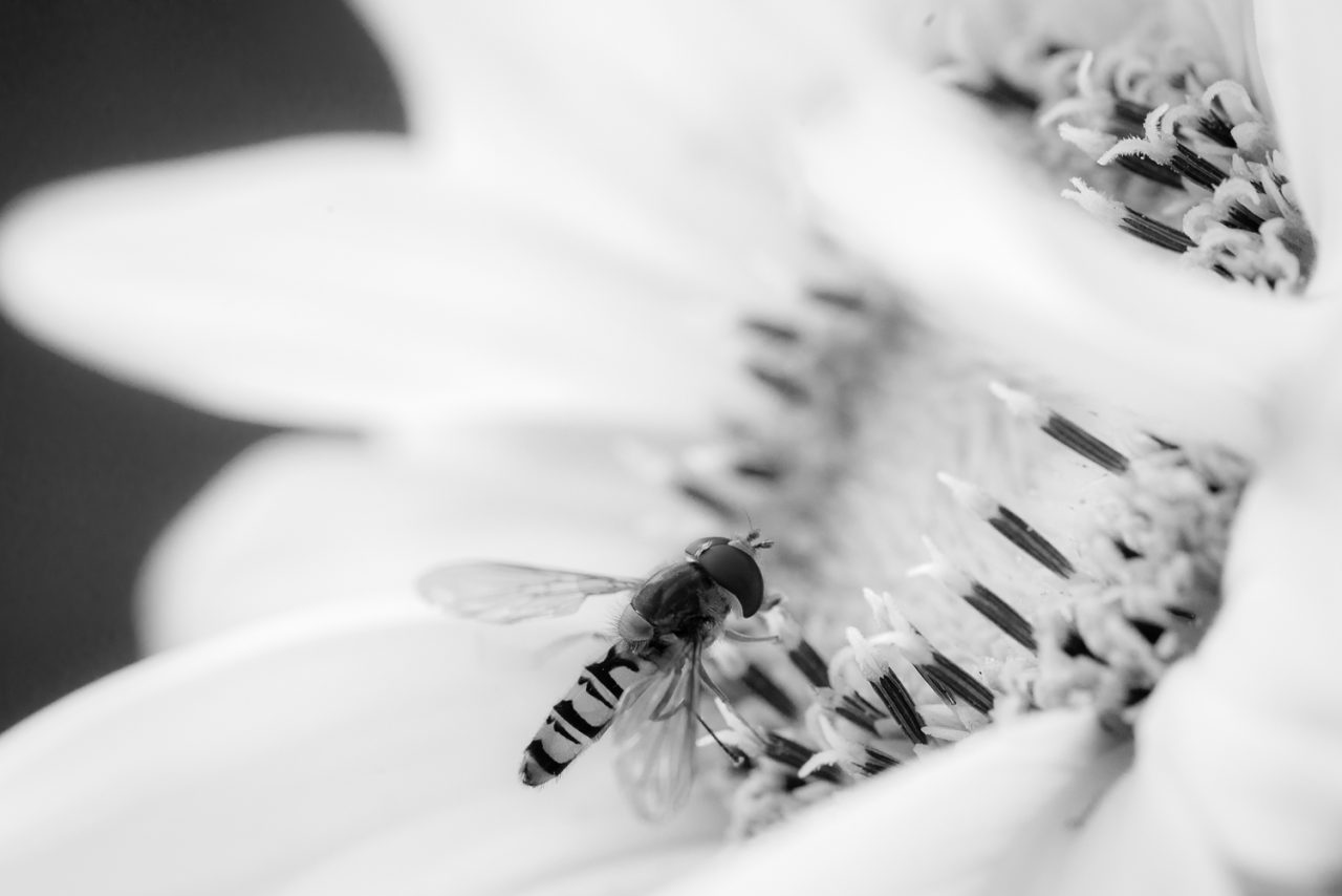 (Hover) Flys in White Satin