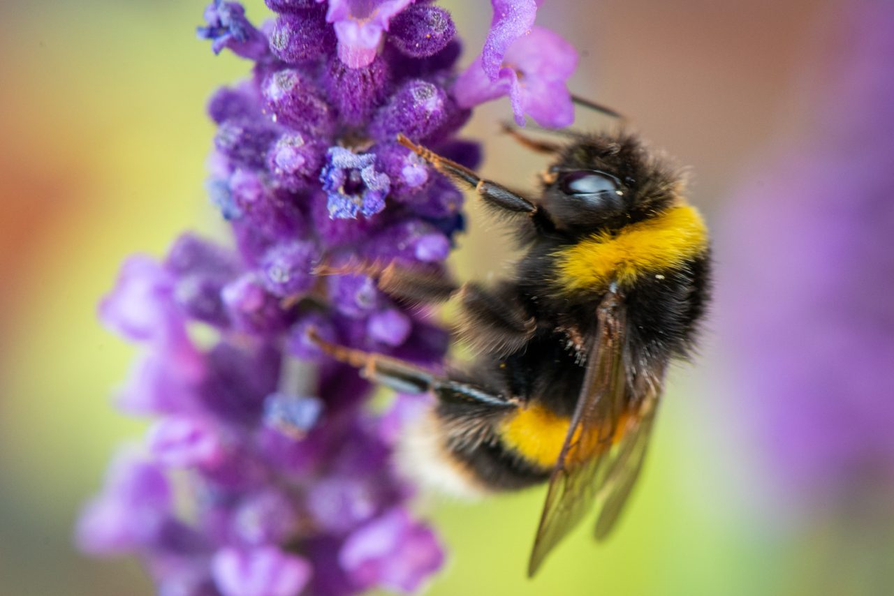 Bumble Bee on Lavender
