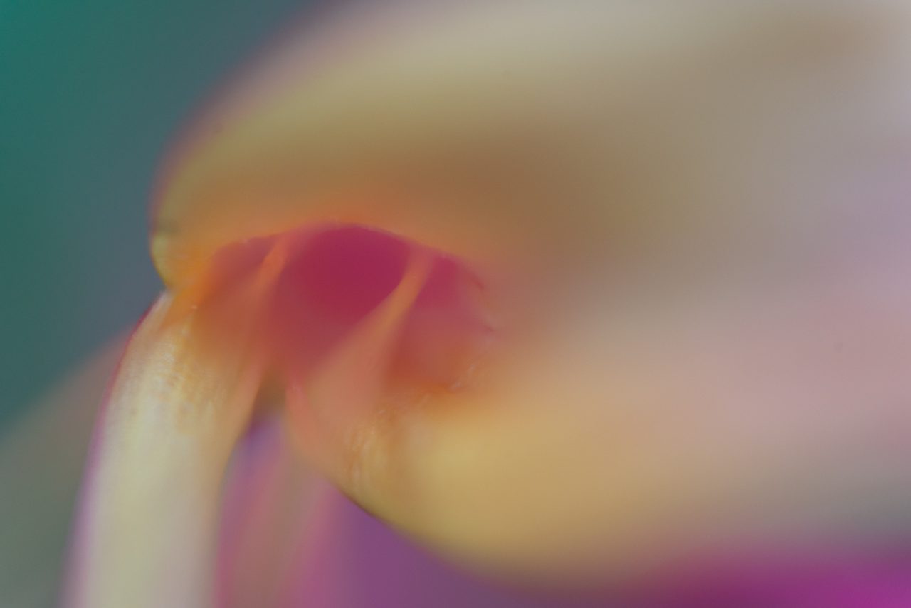 Abstract Honeysuckle