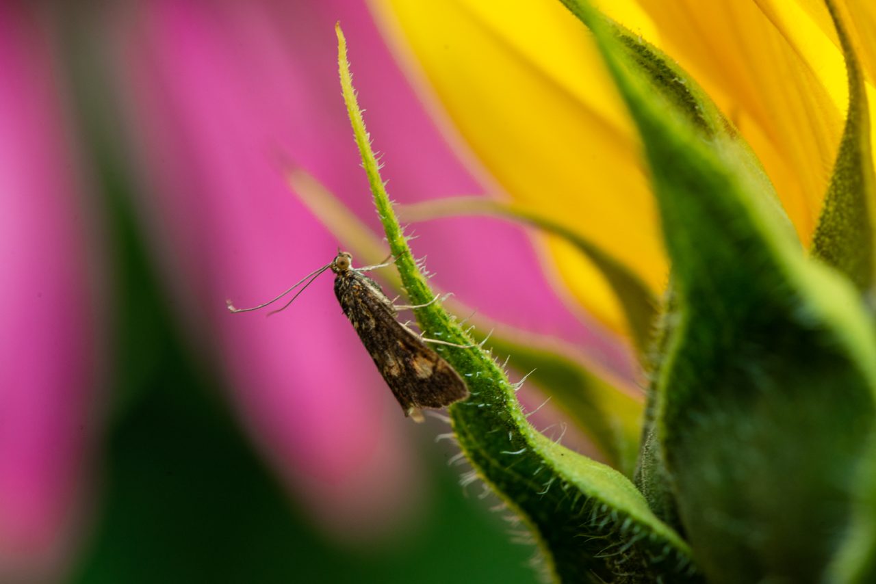 Moth on Sunflower