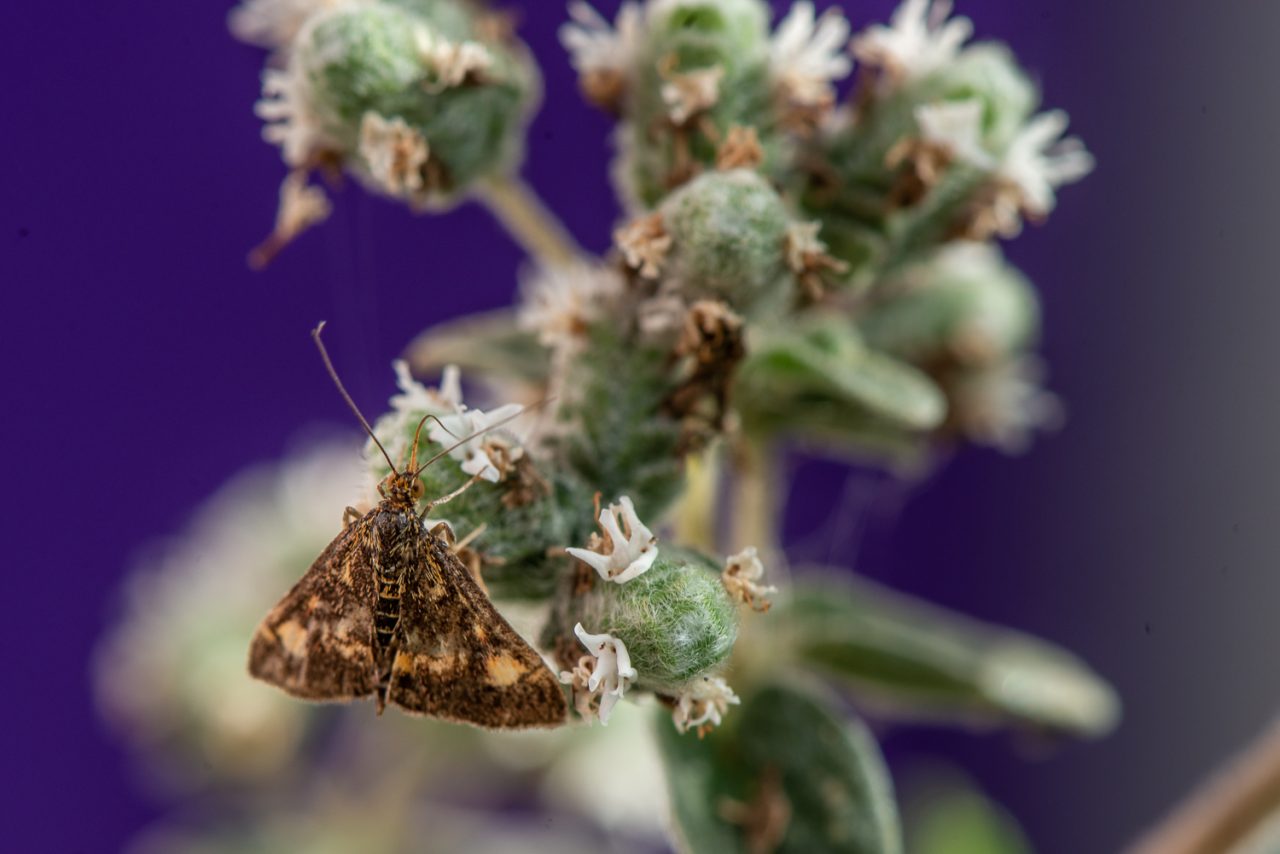 Moth in Purple