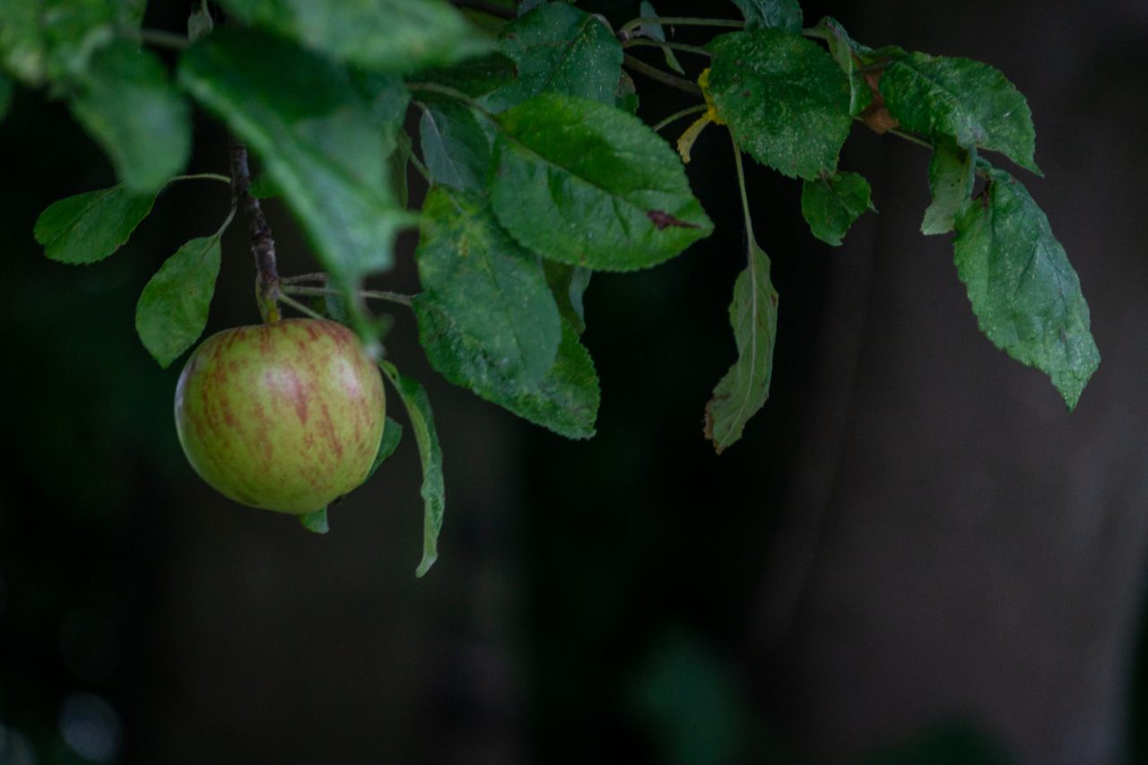 Low Hanging Fruit