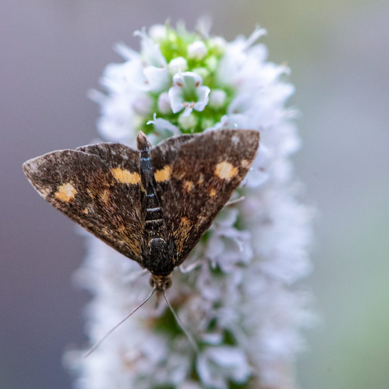 Small Purple and Gold (Mint) Moth