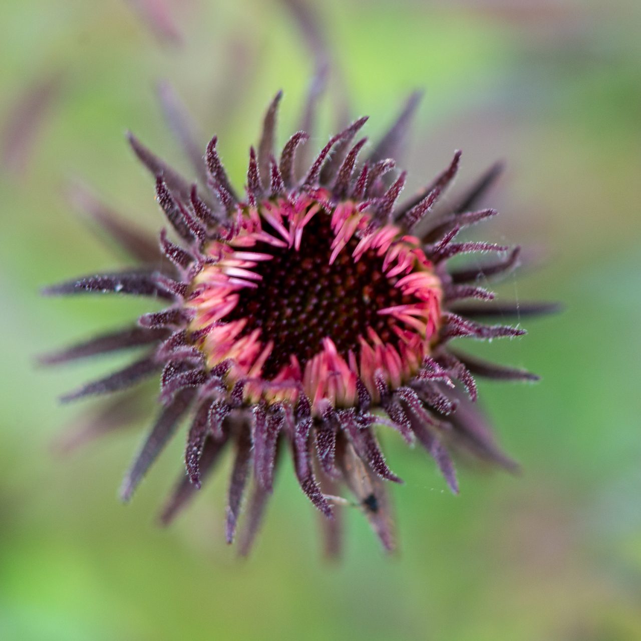 I've Come for your Children