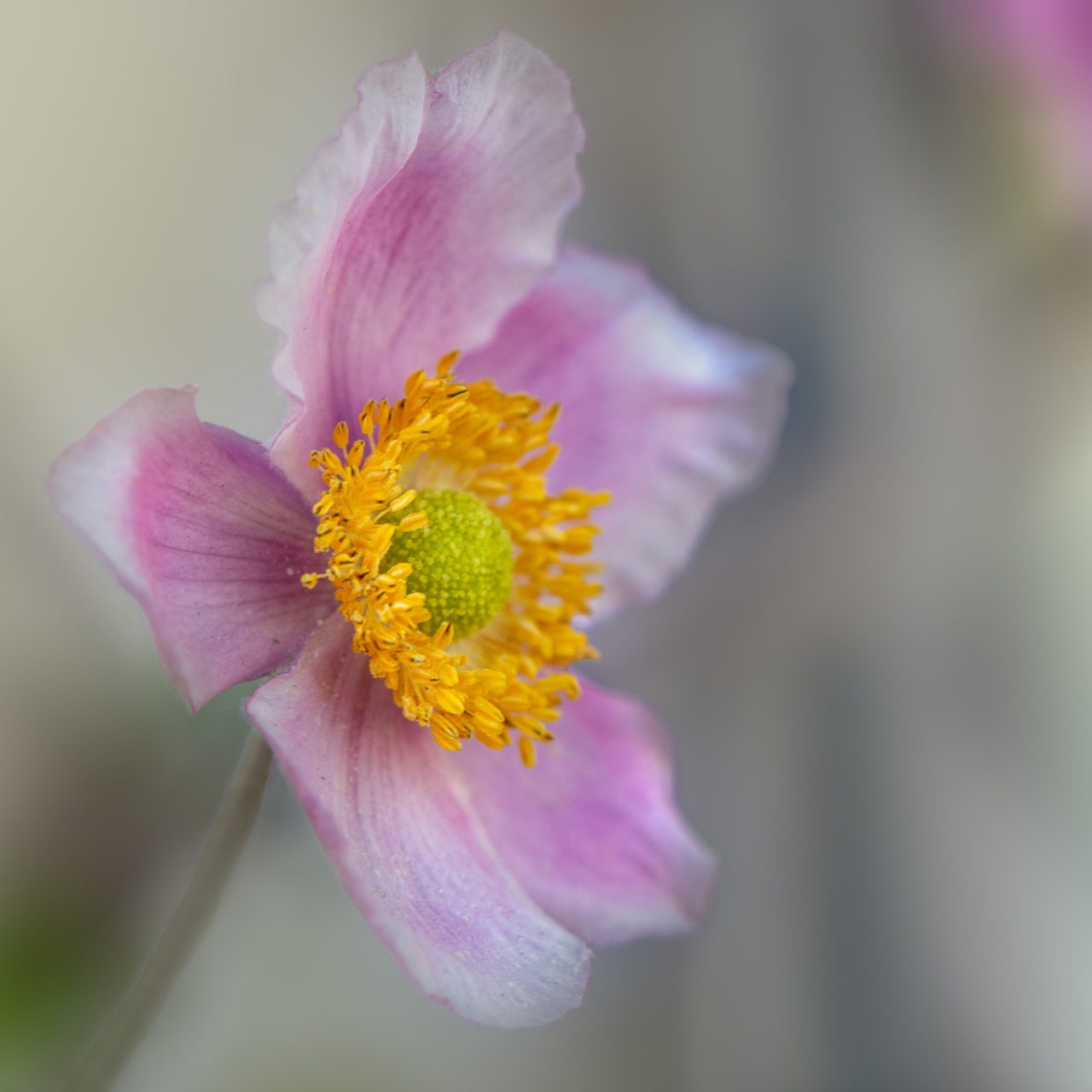 Japanese Anemone