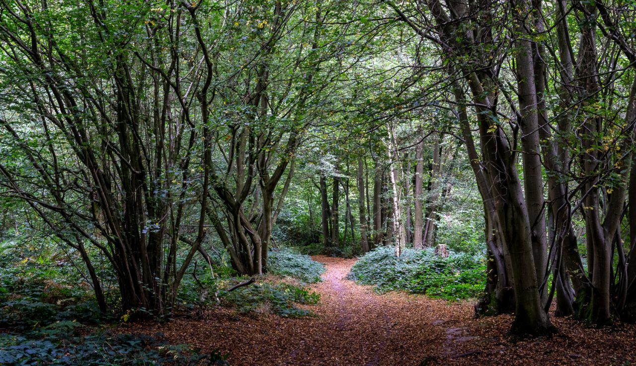 If You Go Down To The Woods Today...
