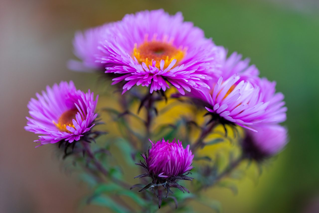 New England Aster