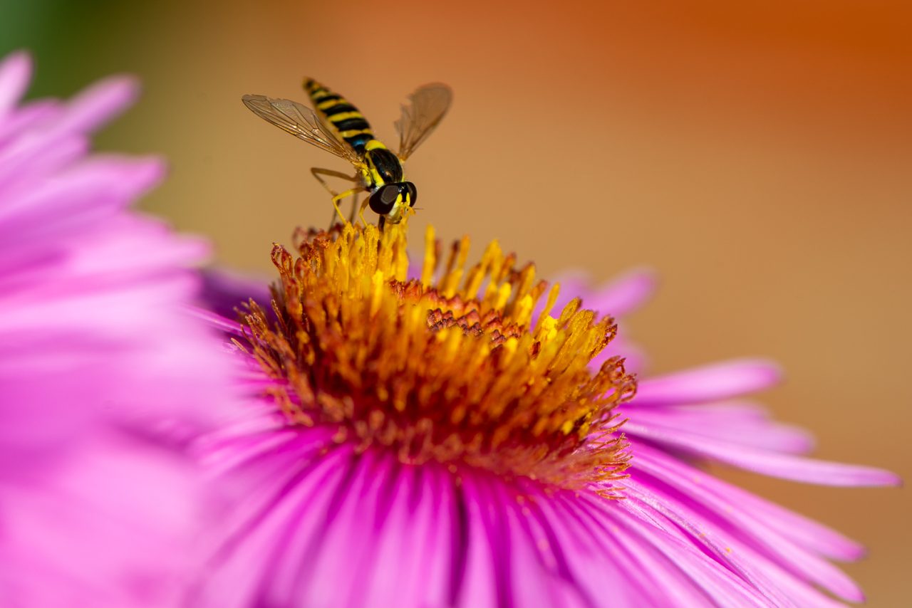 The Hoverfly and the New England Aster
