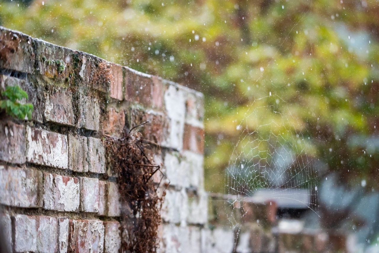 Cobweb In The Rain