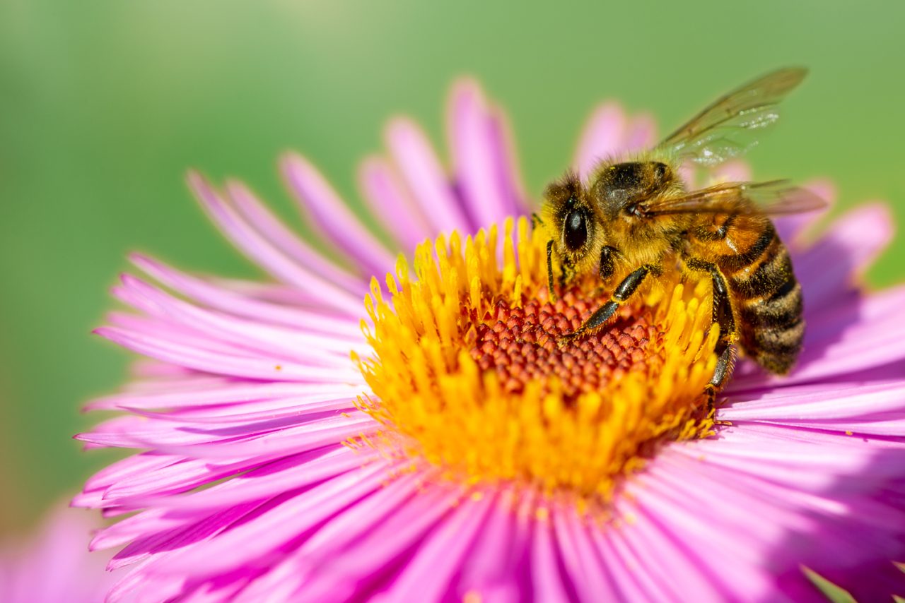 Honey Bee on New England Aster
