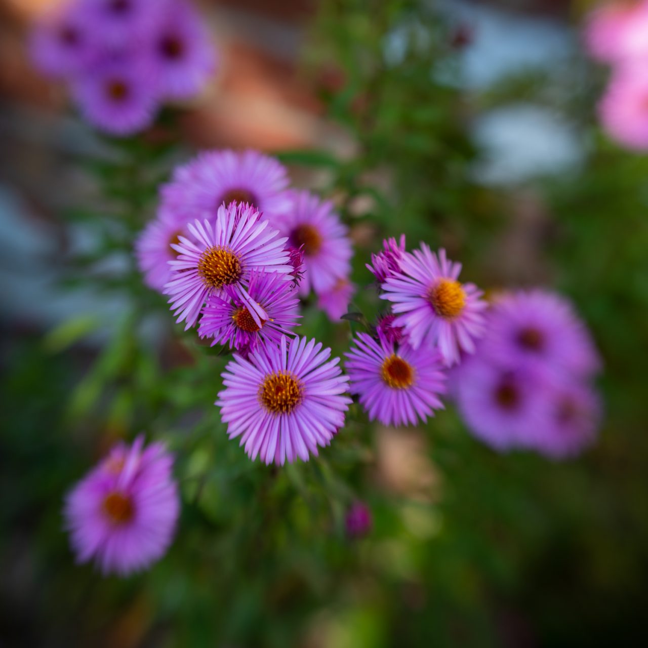 New England Aster