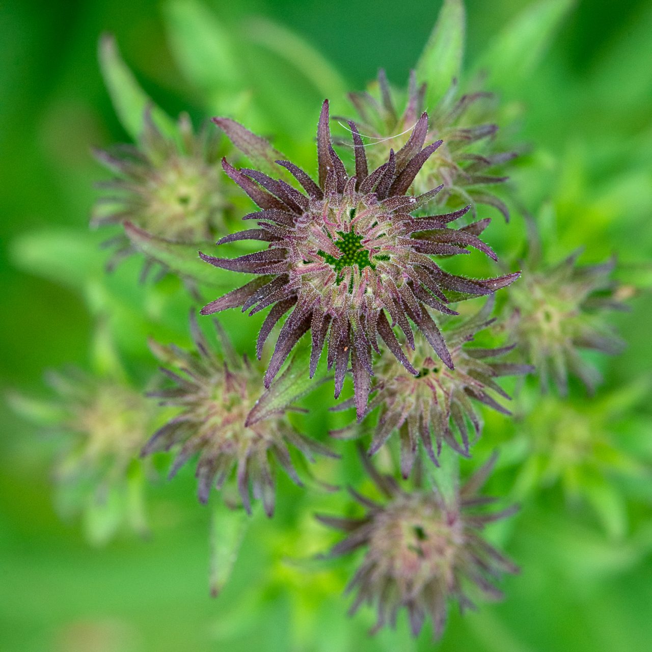 246-365v4 - New England Aster