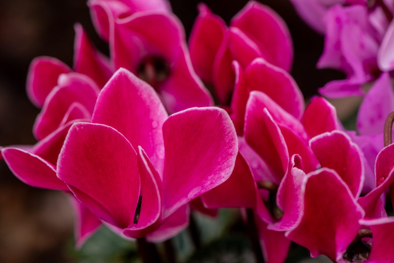 Cyclamen