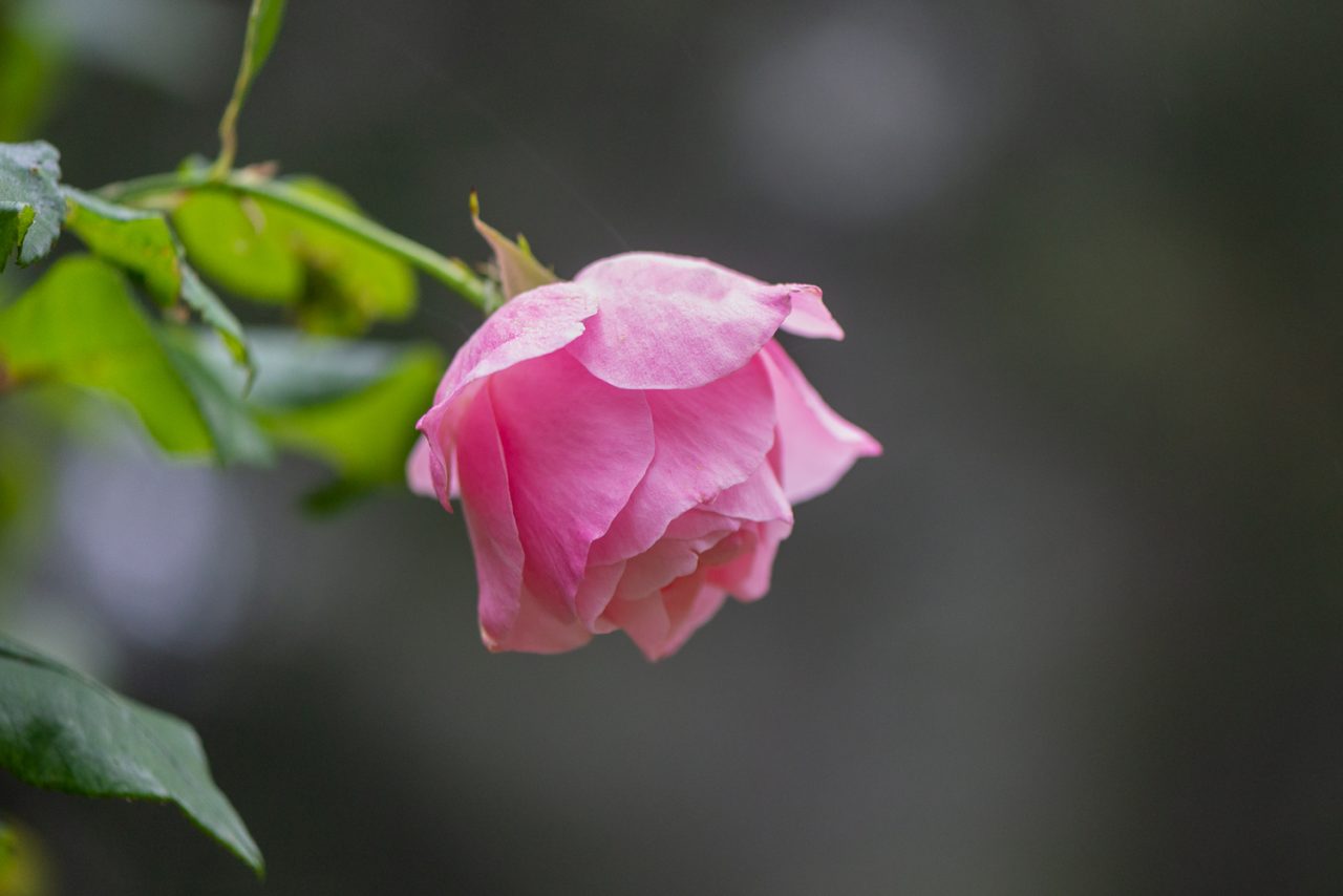 The Last Rose of Summer