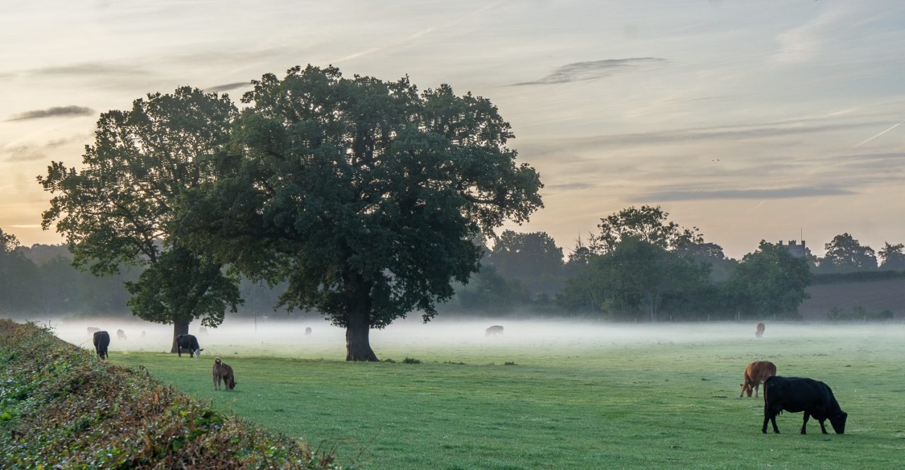 Disappearing into the mist