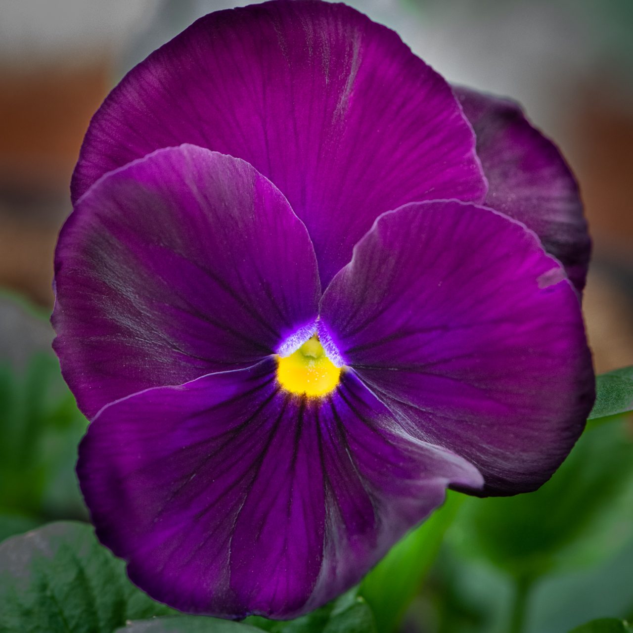 Purple Pansy