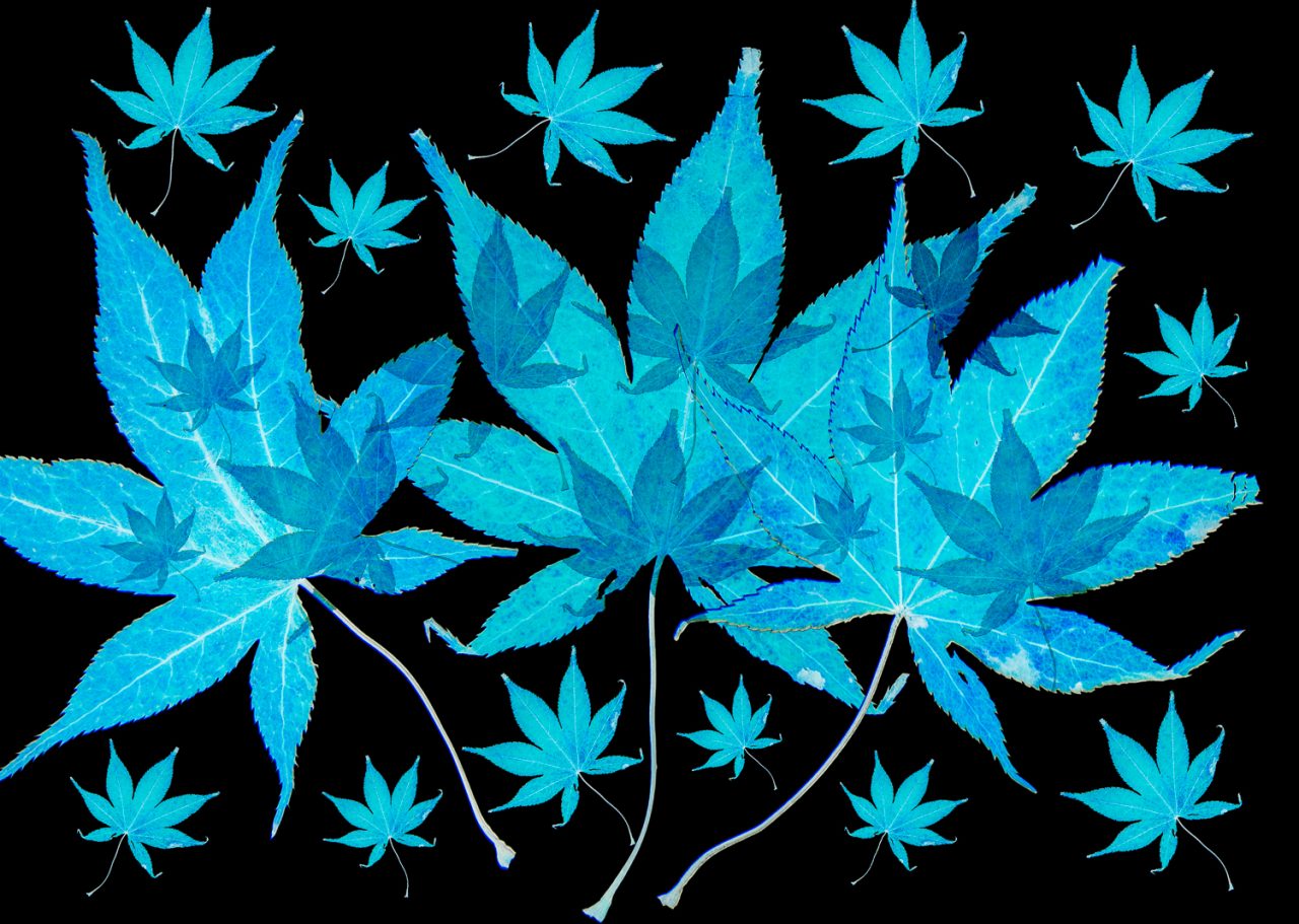 Blue Maple