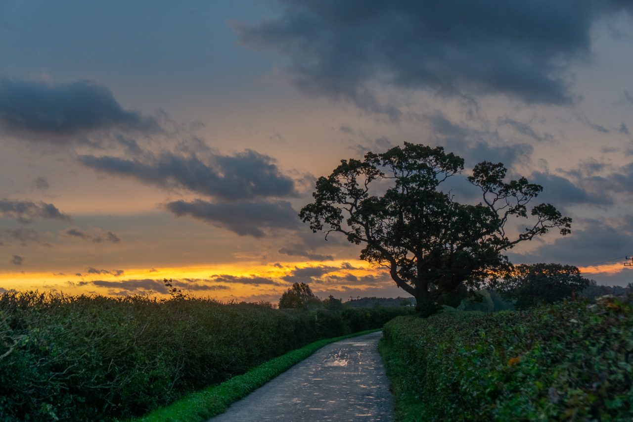 Sunrise at the Tree