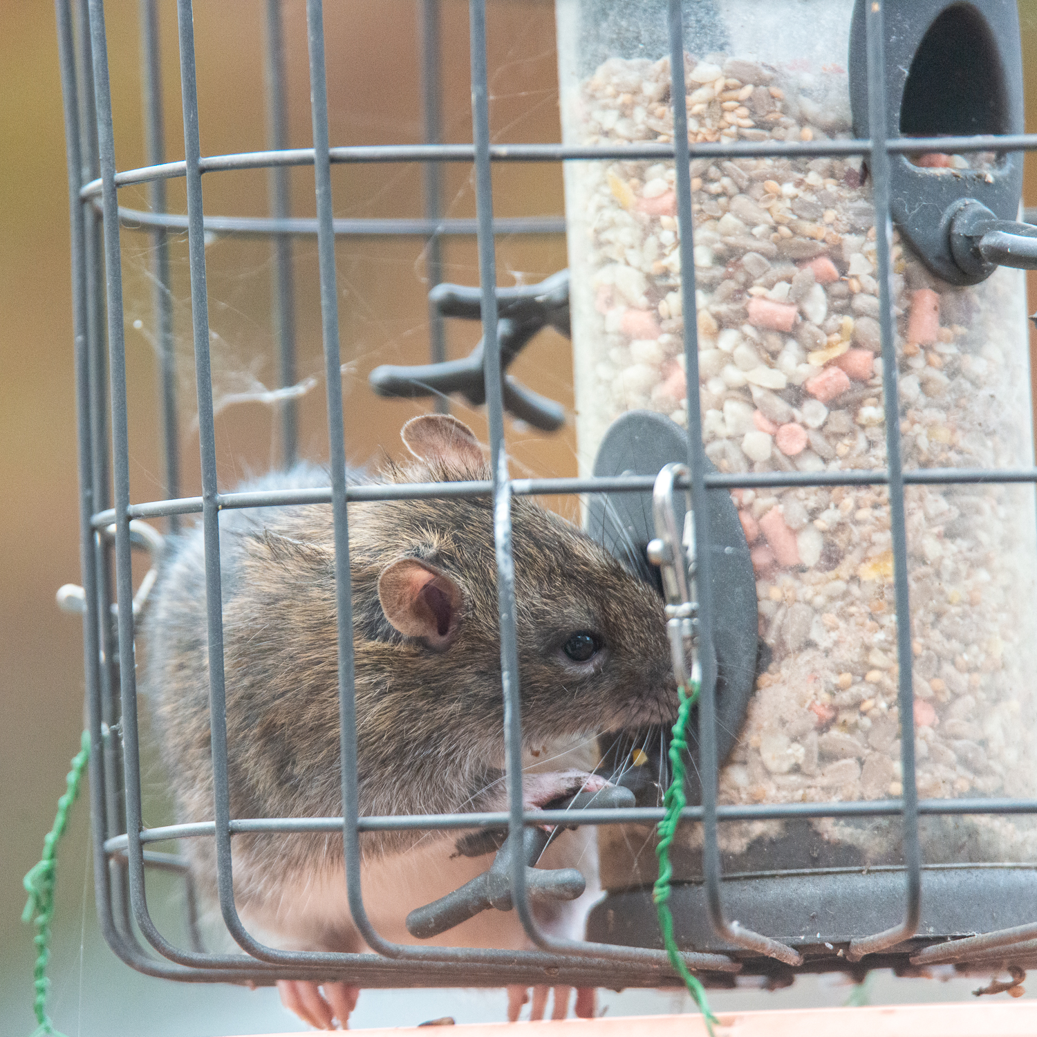 Ratty stuffing its face