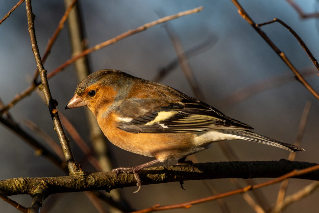 Chaffinch