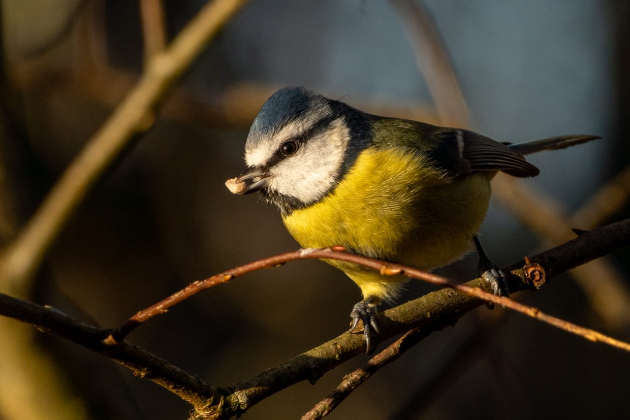 Blue Tit