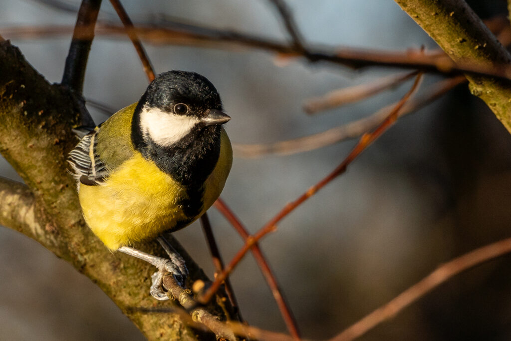 Great Tit