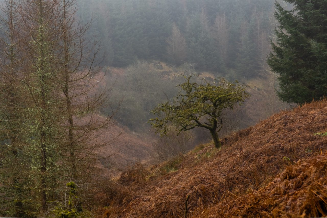 020-365v5 – A Wild Adventure — photograph by Mark Seton