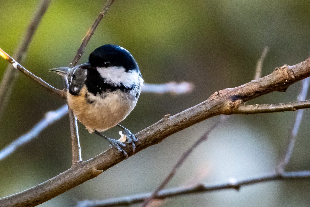 Coal Tit (Periparus ater)