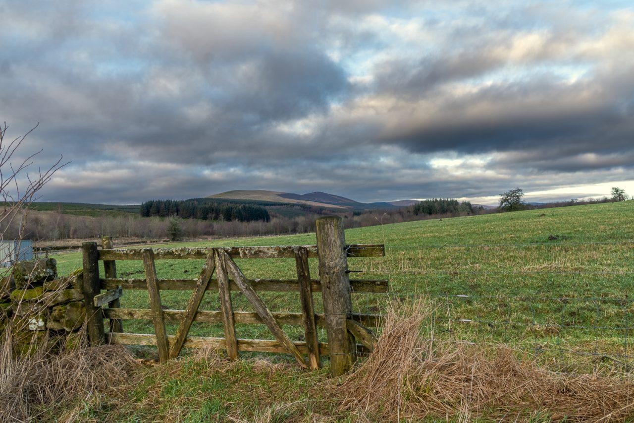 The Sheep Field