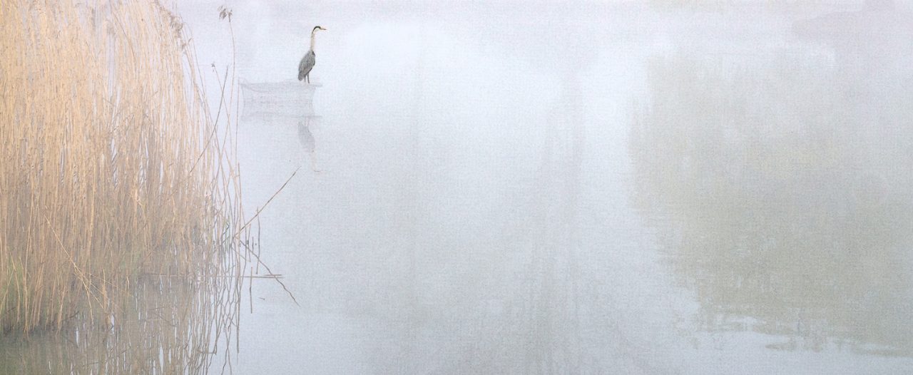 109-365v4 A Foggy Start on Doctors Pond-Edit