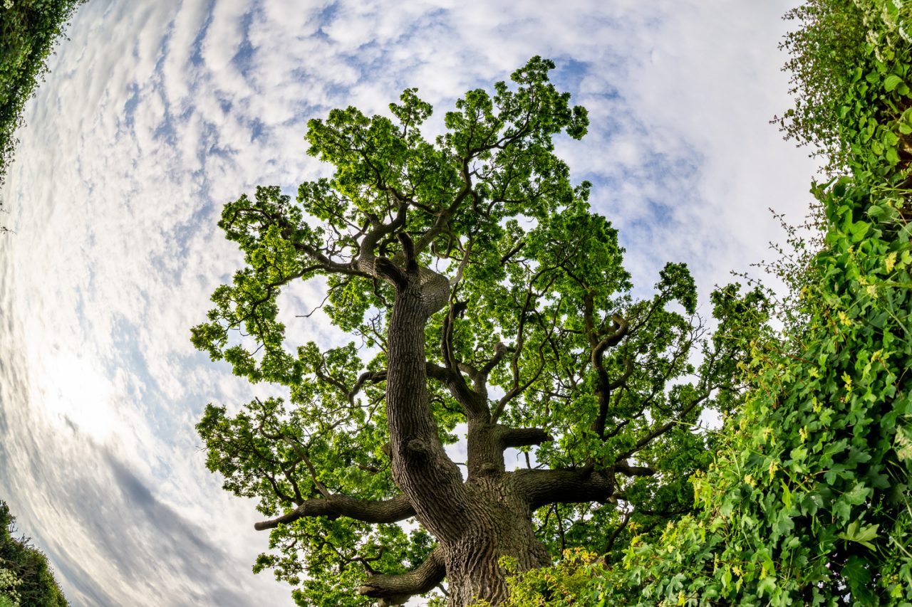 Round The Big Oak Tree