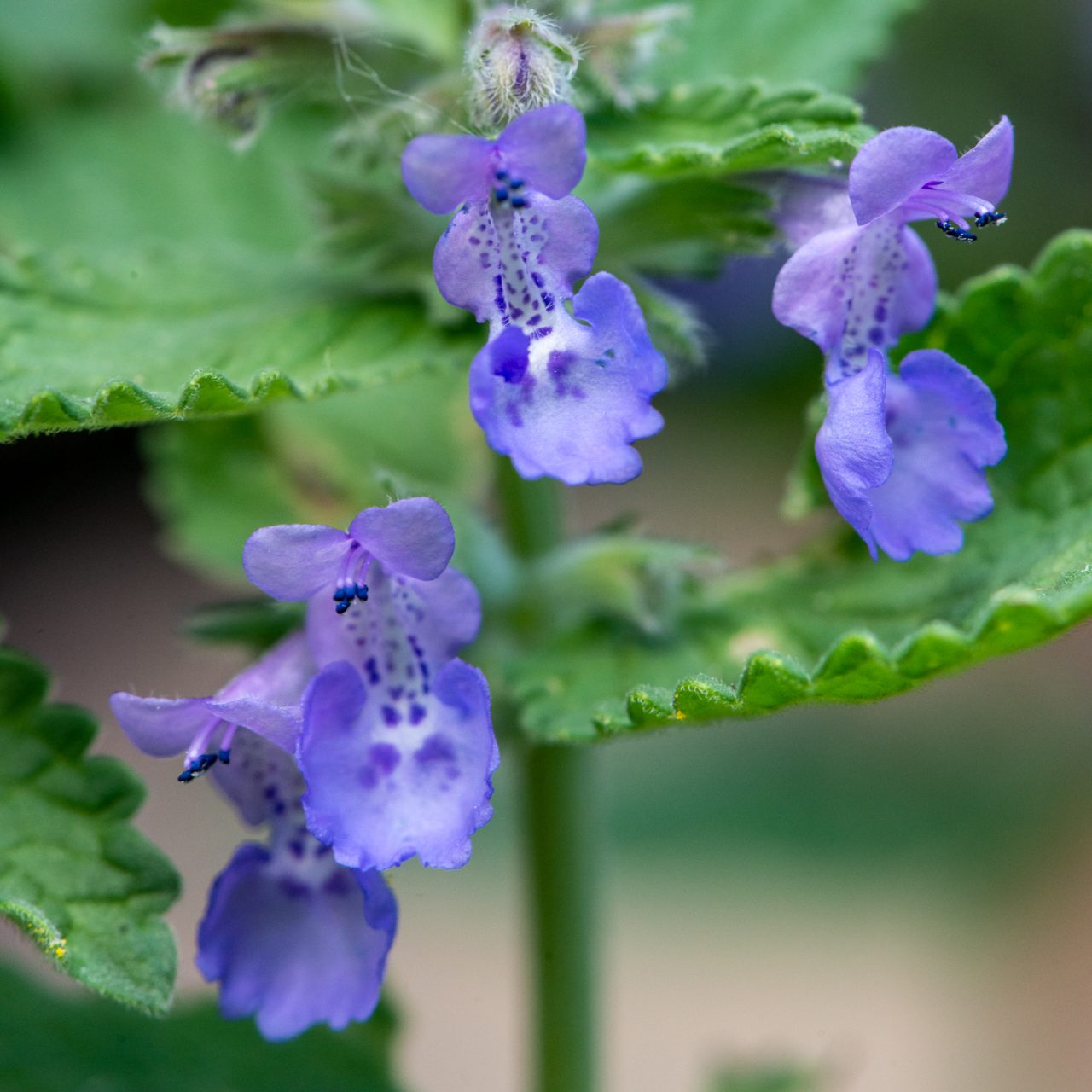 Catnip