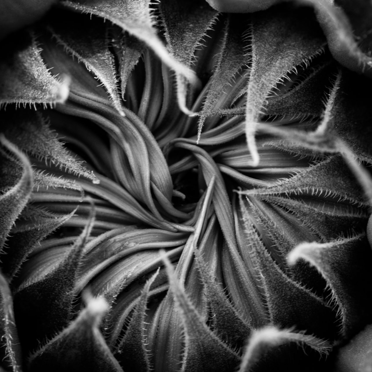 The Uncoiling