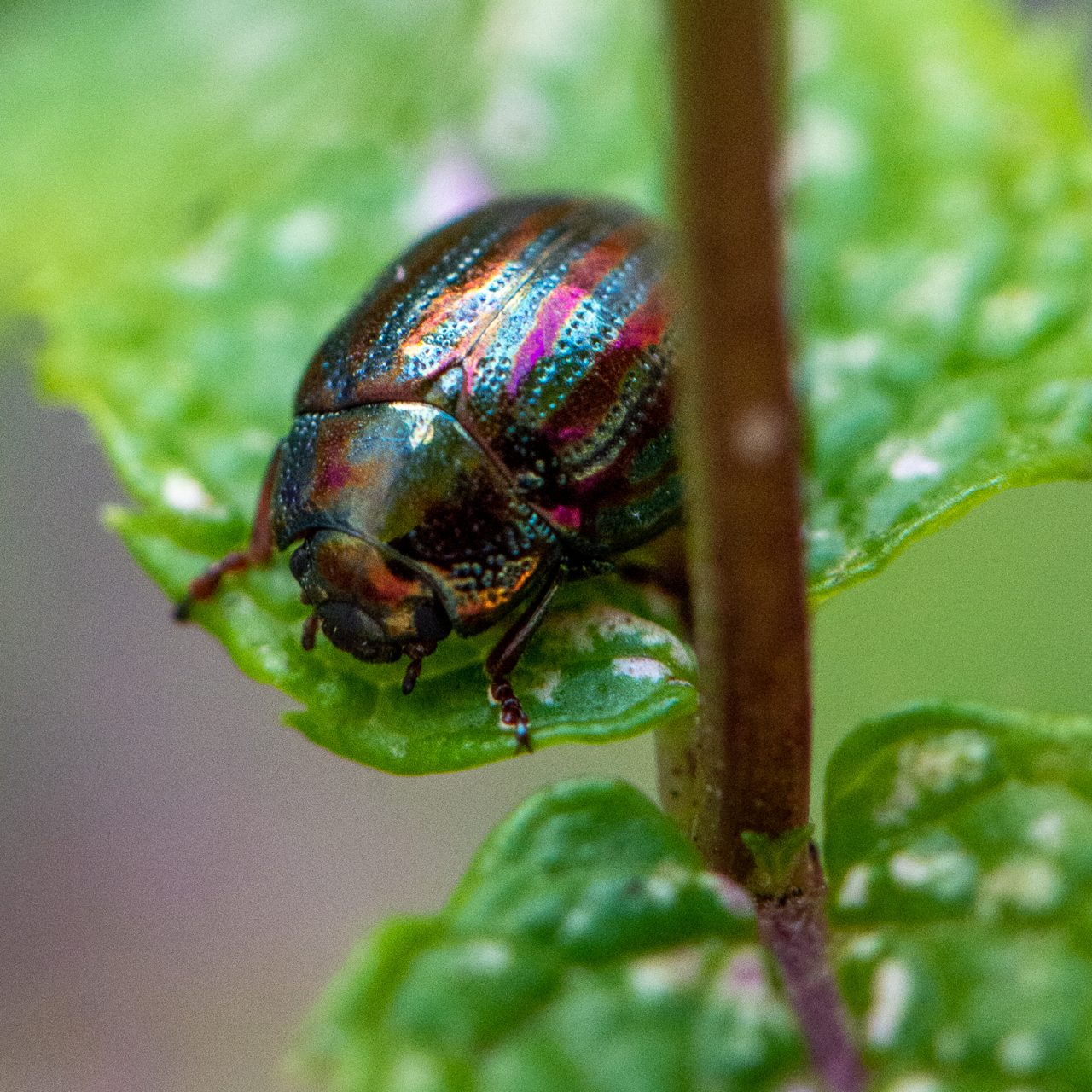 Rosemary Beetle
