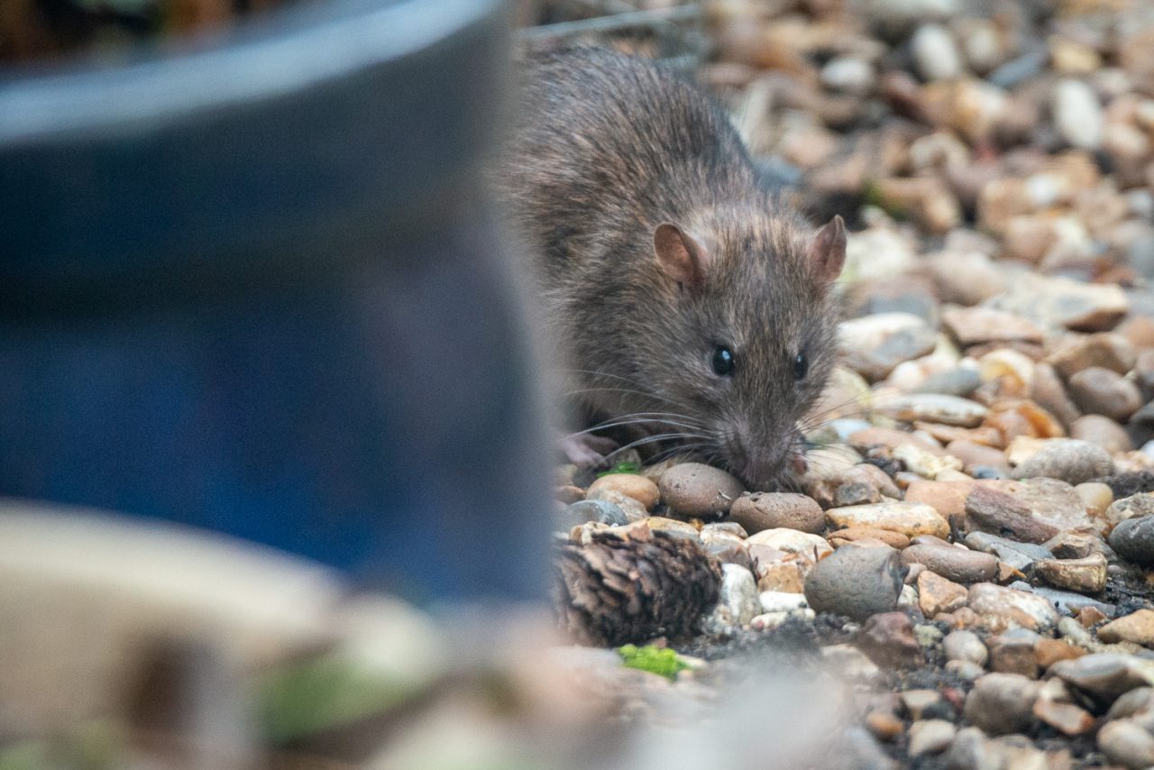 Runty Rat