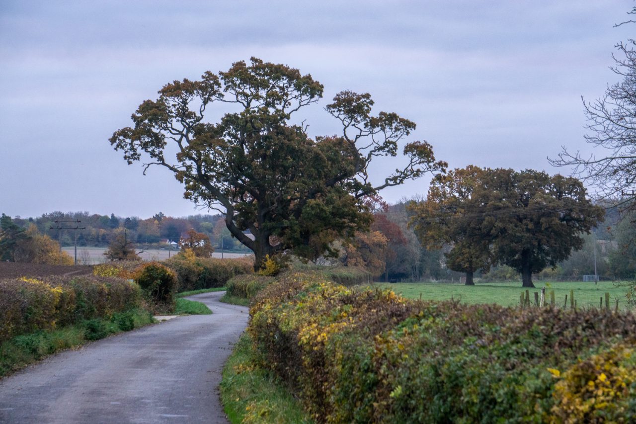 Down The Lane