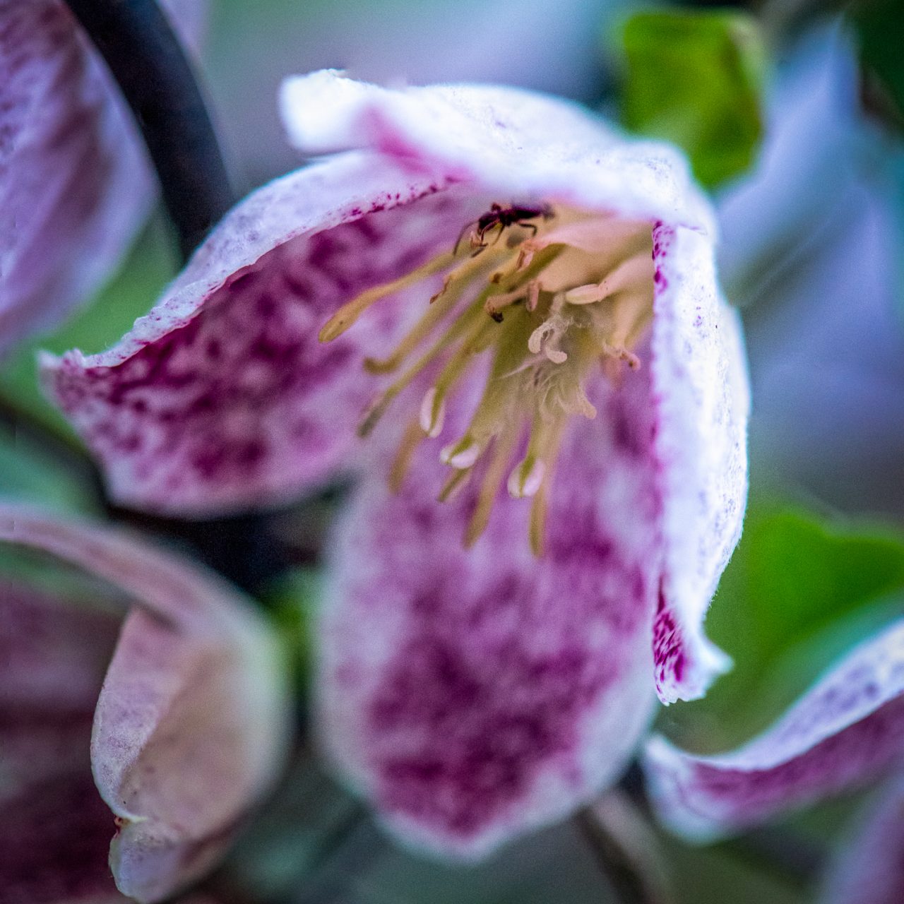 The Clematis and the Ant