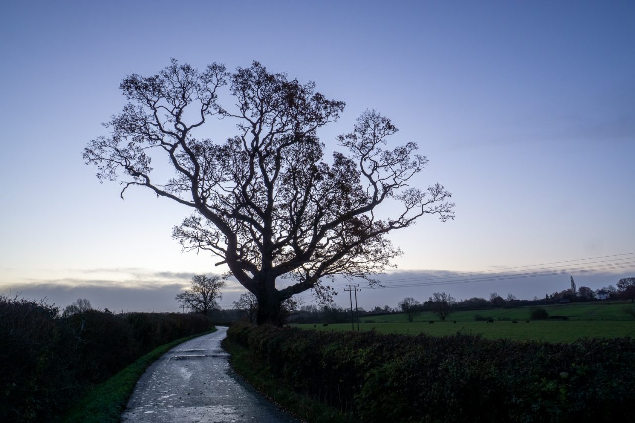 That tree again!
