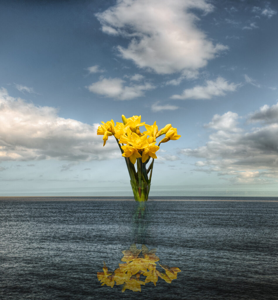 Reflected daffodils