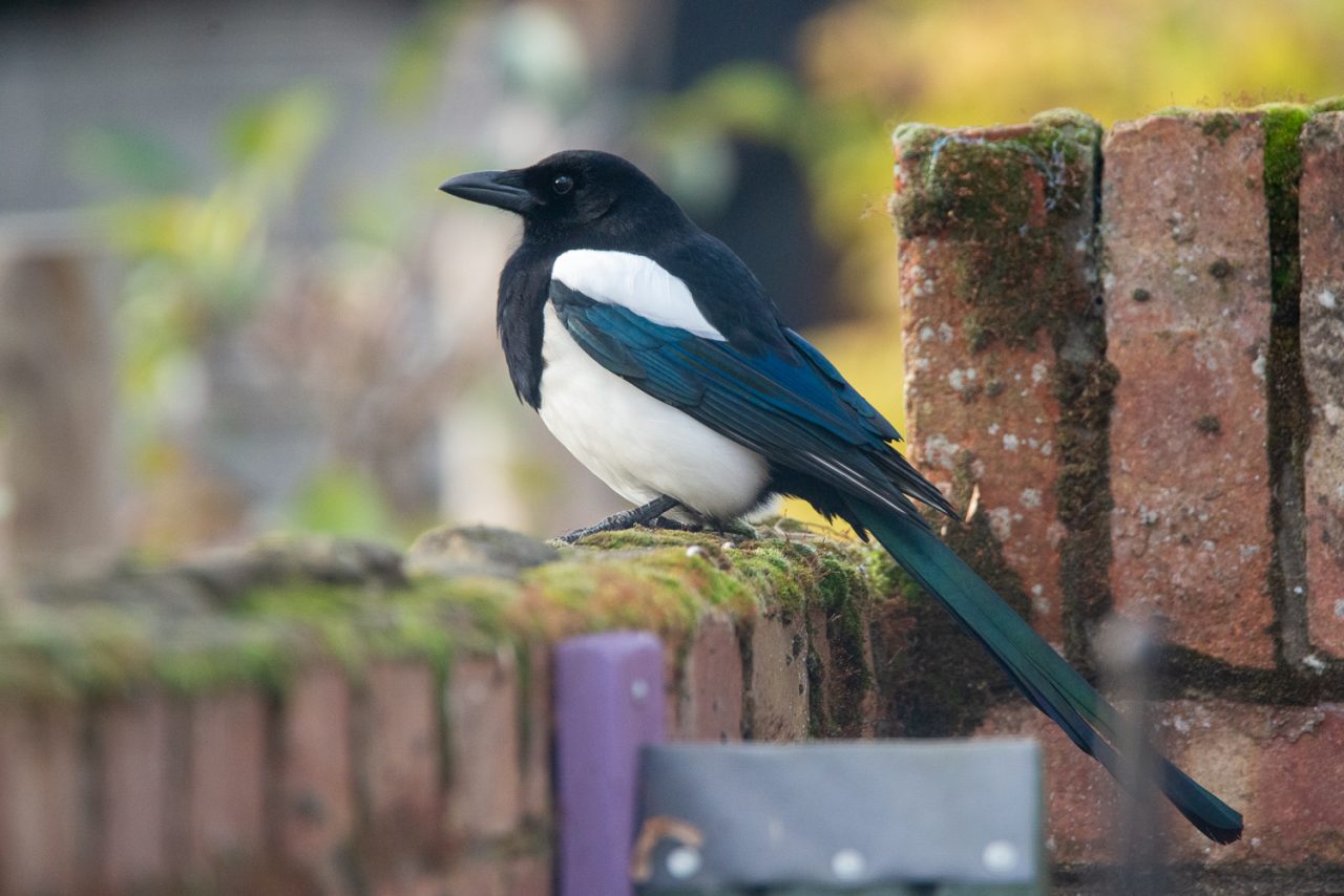 The Magpie Returns