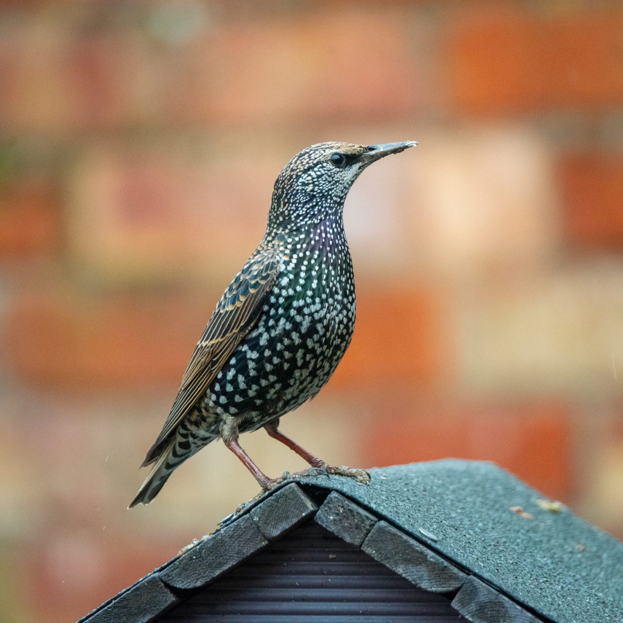 A Proud Starling